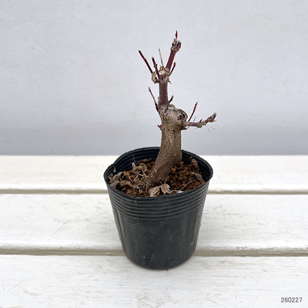 モミジ（カエデ）：ヤマモミジ小品盆栽用仕立て2.5号ポット