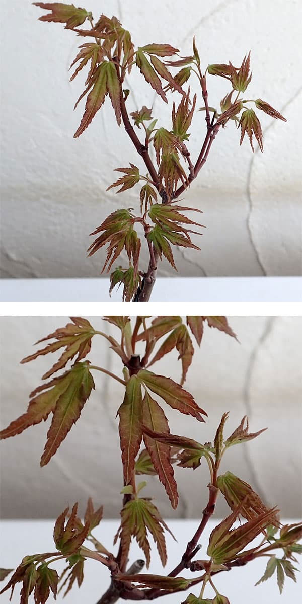 モミジ（カエデ）：ヤマモミジ小品盆栽用仕立て2.5号ポット