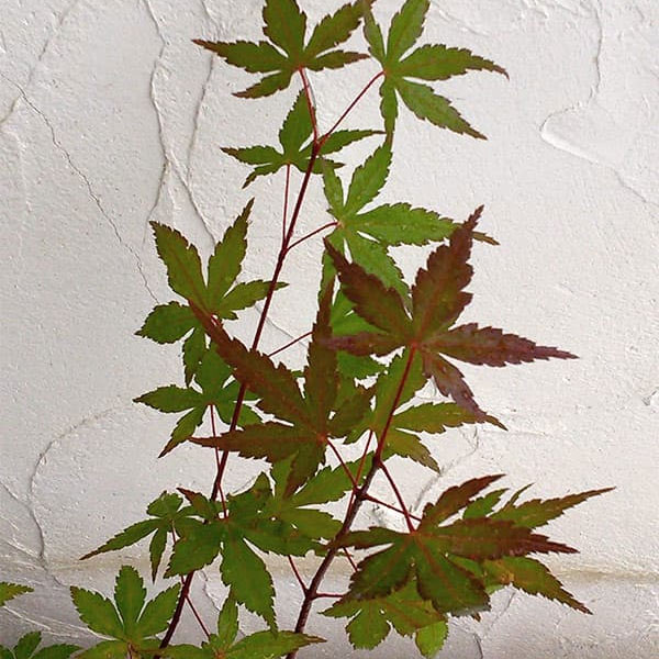 モミジ（カエデ）：ヤマモミジ小品盆栽用仕立て2.5号ポット