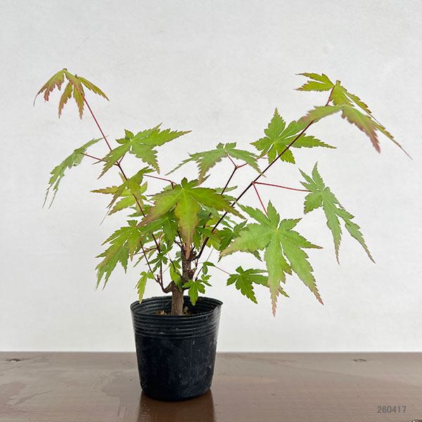 モミジ（カエデ）：ヤマモミジ小品盆栽用仕立て2.5号ポット