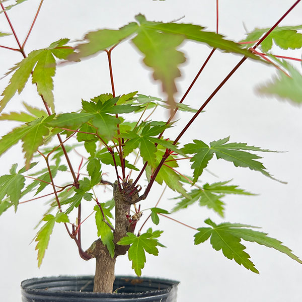 モミジ（カエデ）：ヤマモミジ小品盆栽用仕立て2.5号ポット