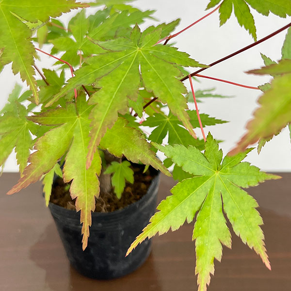モミジ（カエデ）：ヤマモミジ小品盆栽用仕立て2.5号ポット