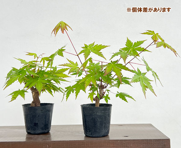 モミジ（カエデ）：ヤマモミジ小品盆栽用仕立て2.5号ポット