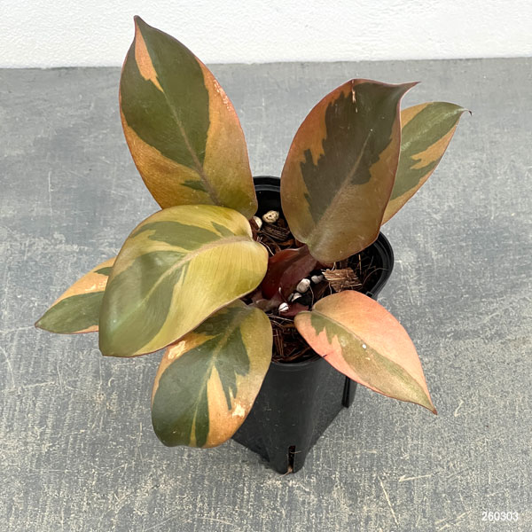 フィロデンドロン：ブラックカーディナル錦　3号ポット