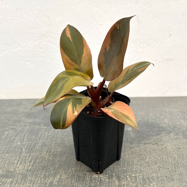 フィロデンドロン：ブラックカーディナル錦　3号ポット