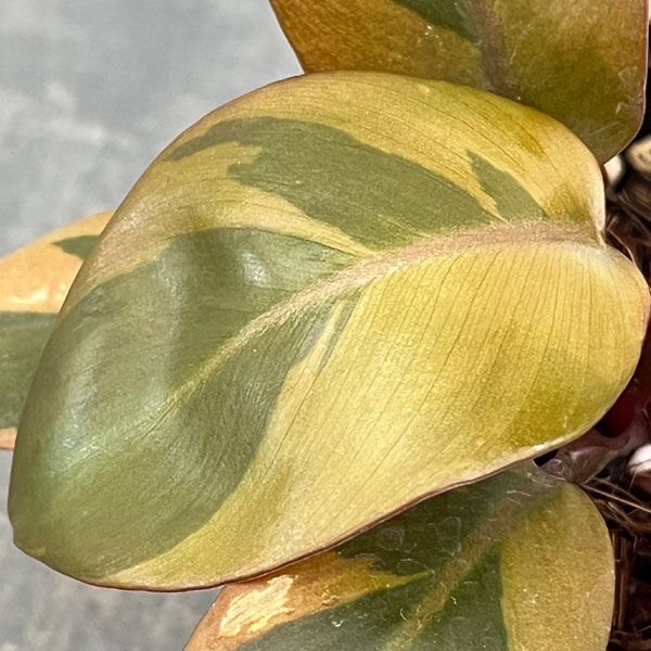 フィロデンドロン：ブラックカーディナル錦　3号ポット