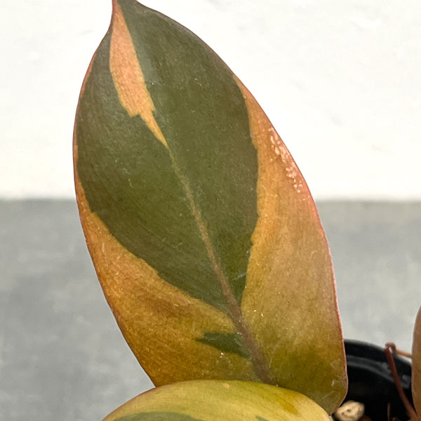 フィロデンドロン：ブラックカーディナル錦　3号ポット