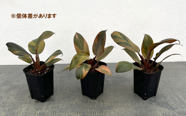 フィロデンドロン：ブラックカーディナル錦　3号ポット