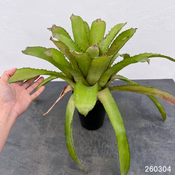 エクメア：タイレッド　5号鉢植え