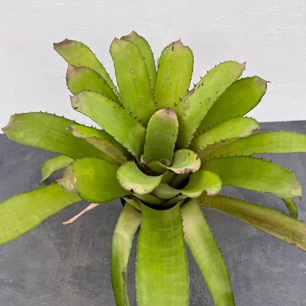 エクメア：タイレッド　5号鉢植え