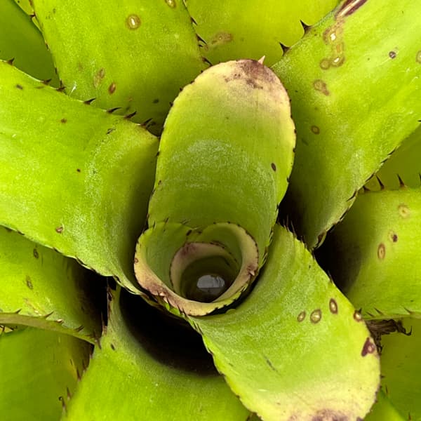 エクメア：タイレッド　5号鉢植え