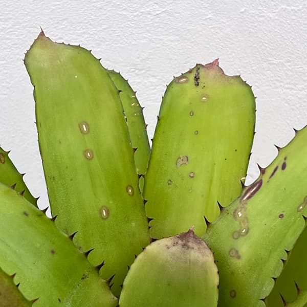 エクメア：タイレッド　5号鉢植え