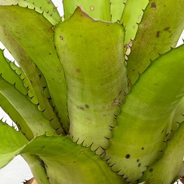 エクメア：タイレッド　5号鉢植え