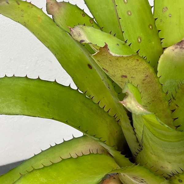 エクメア：タイレッド　5号鉢植え