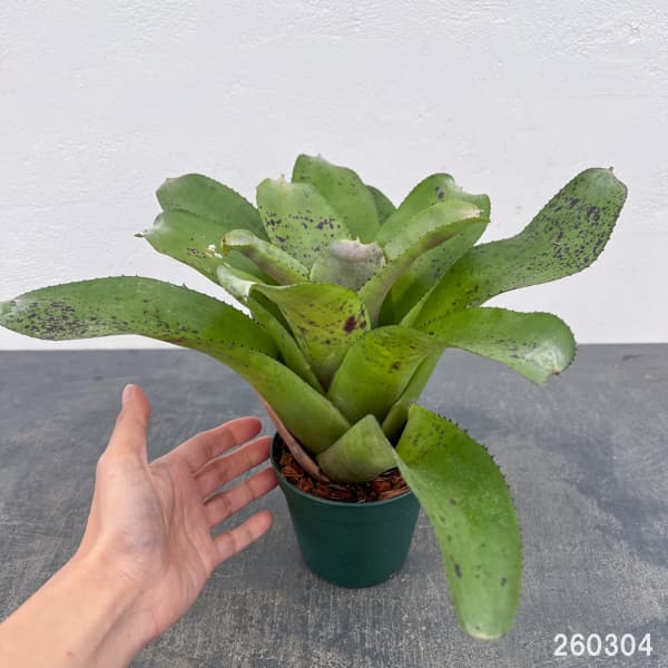 ネオレゲリア：ハイブリット　3.5号ポット