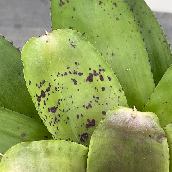 ネオレゲリア：ハイブリット　3.5号ポット