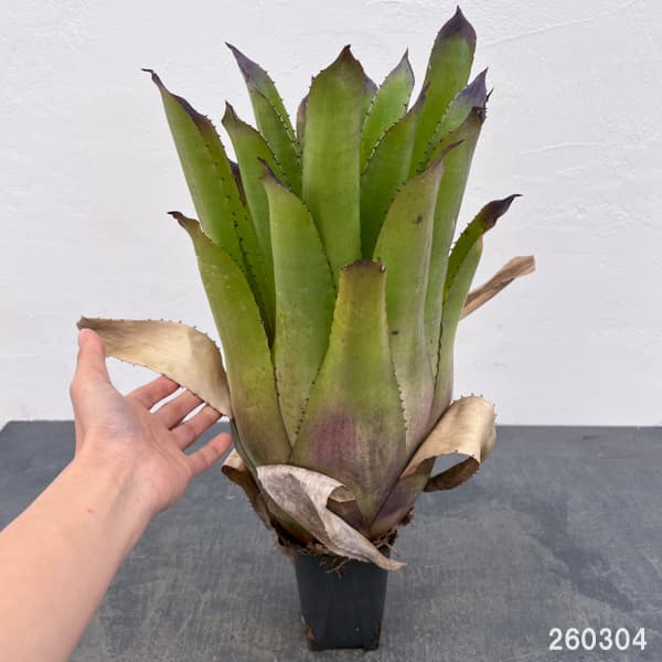 ホヘンベルギア：パープルマジェスティ　3.5号