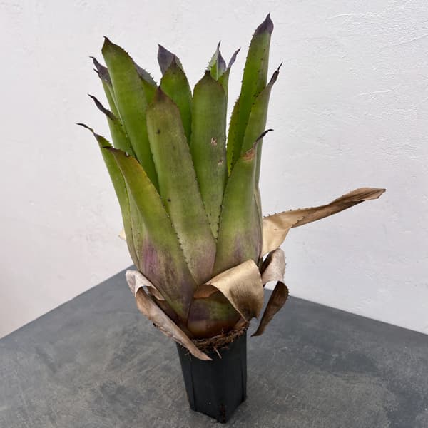 ホヘンベルギア：パープルマジェスティ　3.5号