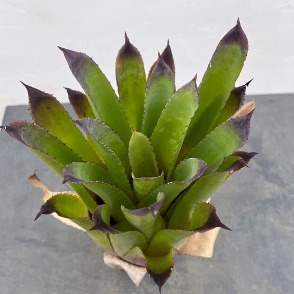 ホヘンベルギア：パープルマジェスティ　3.5号