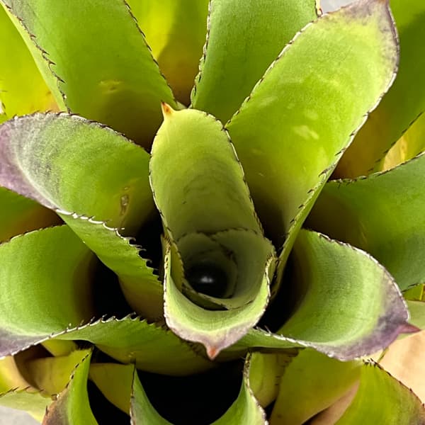 ホヘンベルギア：パープルマジェスティ　3.5号