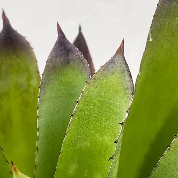 ホヘンベルギア：パープルマジェスティ　3.5号