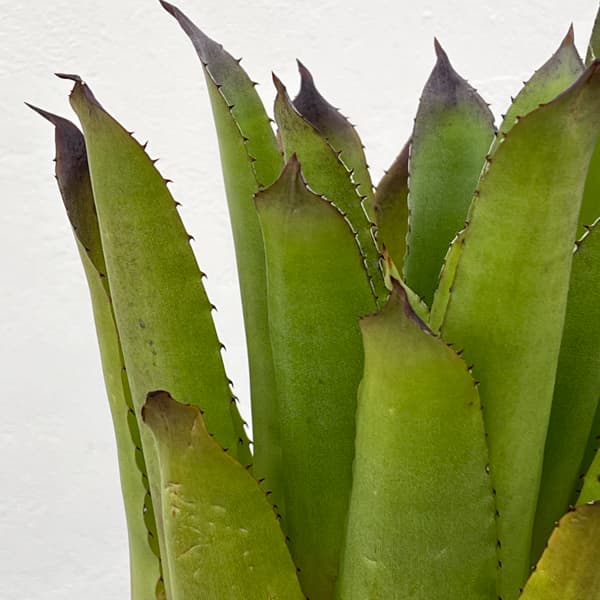 ホヘンベルギア：パープルマジェスティ　3.5号