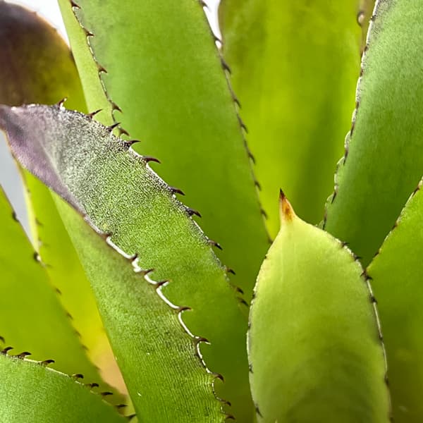 ホヘンベルギア：パープルマジェスティ　3.5号