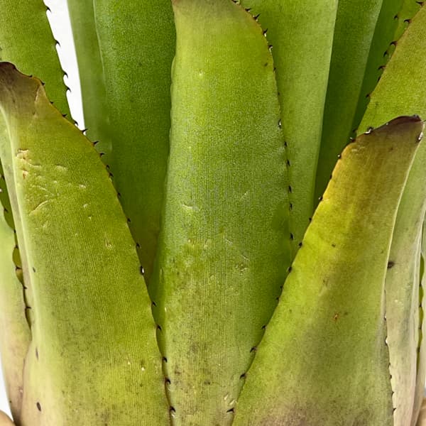 ホヘンベルギア：パープルマジェスティ　3.5号