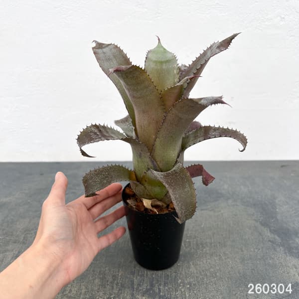 ホヘンベルギア：アイスティー　3.5号ポット26-01