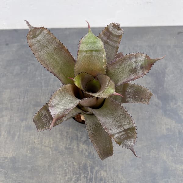 ホヘンベルギア：アイスティー　3.5号ポット26-01