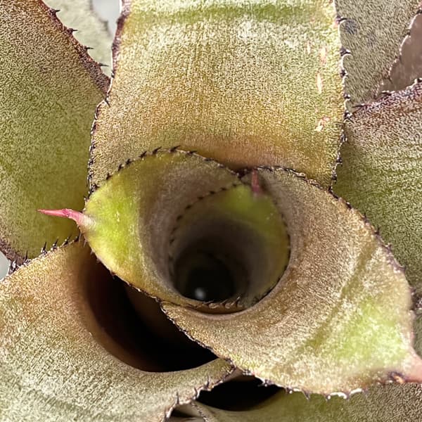 ホヘンベルギア：アイスティー　3.5号ポット26-01