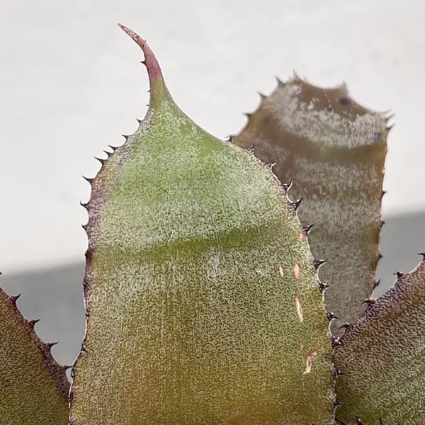 ホヘンベルギア：アイスティー　3.5号ポット26-01