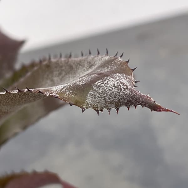 ホヘンベルギア：アイスティー　3.5号ポット26-01