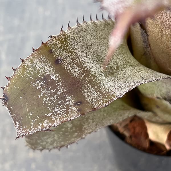 ホヘンベルギア：アイスティー　3.5号ポット26-01