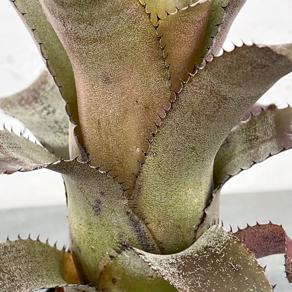 ホヘンベルギア：アイスティー　3.5号ポット26-01