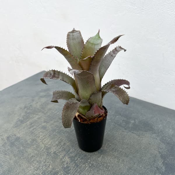 ホヘンベルギア：アイスティー　3.5号ポット26-01