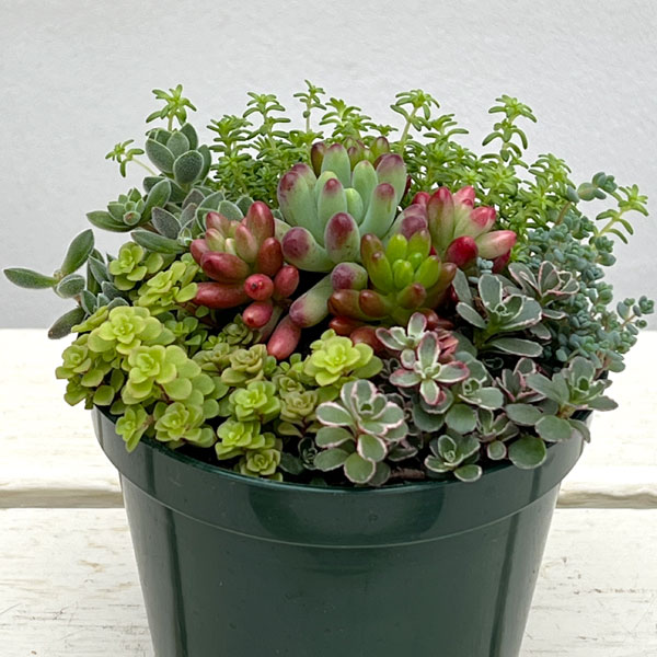 セダム：ボブズガーデンさんのかわいい寄せ植え　4号ポット