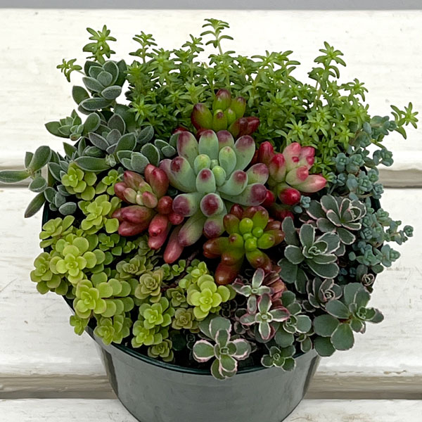 セダム：ボブズガーデンさんのかわいい寄せ植え　4号ポット