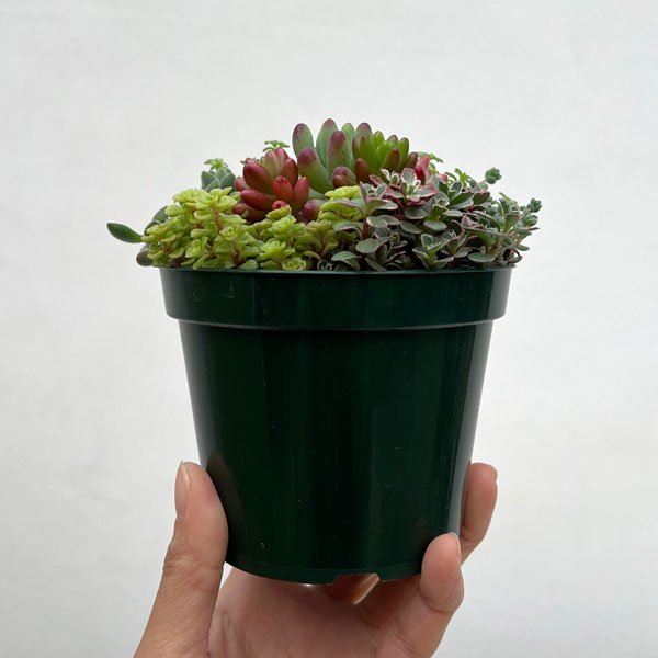 セダム：ボブズガーデンさんのかわいい寄せ植え　4号ポット