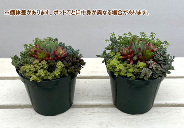 セダム：ボブズガーデンさんのかわいい寄せ植え　4号ポット
