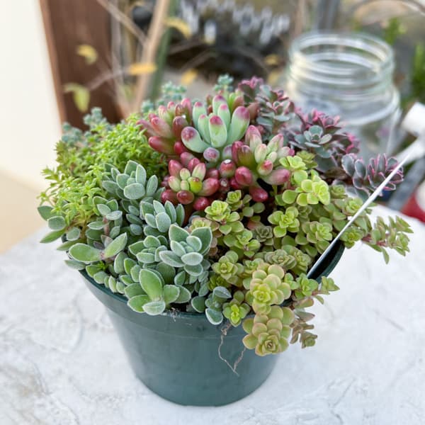 セダム：ボブズガーデンさんのかわいい寄せ植え　4号ポット