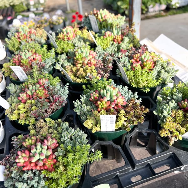 セダム：ボブズガーデンさんのかわいい寄せ植え　4号ポット