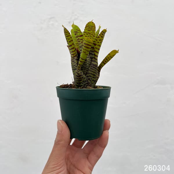 ネオレゲリア：プンクタティッシマ イエローフォーム　2.5号ポット