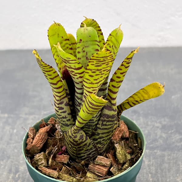 ネオレゲリア：プンクタティッシマ イエローフォーム　2.5号ポット