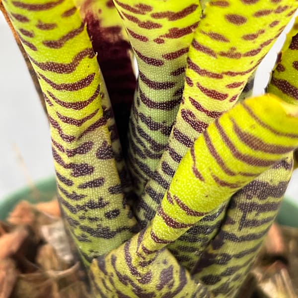 ネオレゲリア：プンクタティッシマ イエローフォーム　2.5号ポット