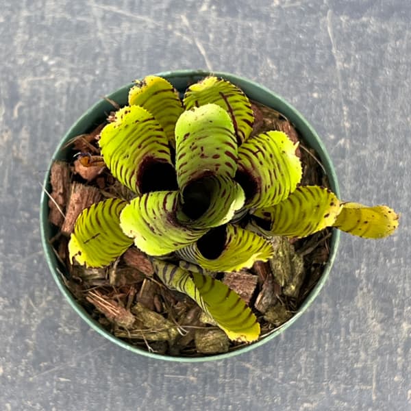 ネオレゲリア：プンクタティッシマ イエローフォーム　2.5号ポット