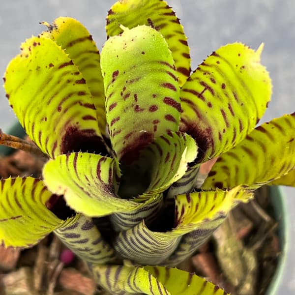 ネオレゲリア：プンクタティッシマ イエローフォーム　2.5号ポット