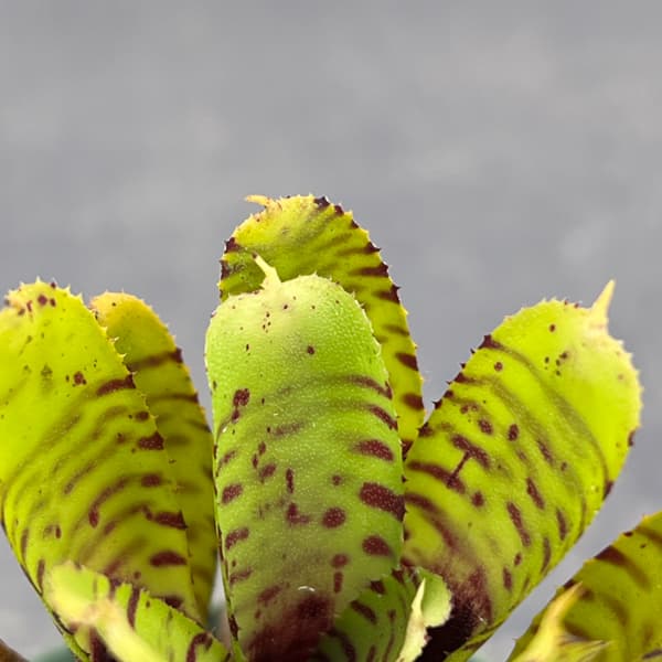 ネオレゲリア：プンクタティッシマ イエローフォーム　2.5号ポット