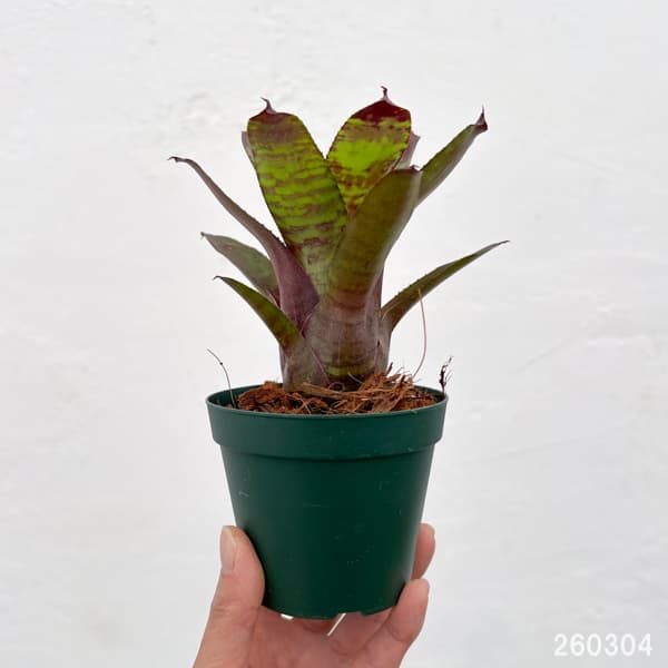 ネオレゲリア：ゴールデンフェザント　3号ポット