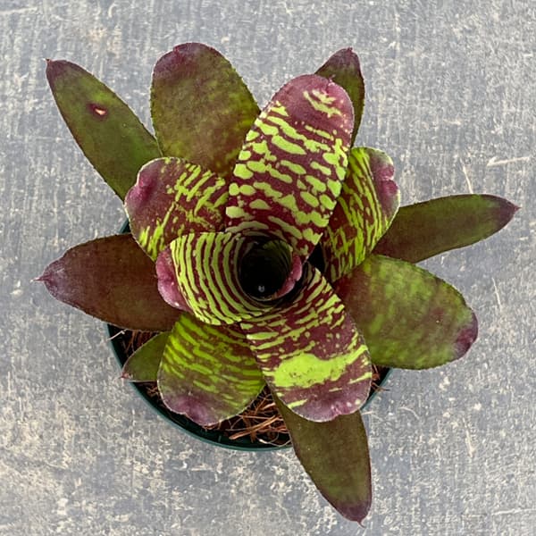 ネオレゲリア：ゴールデンフェザント　3号ポット